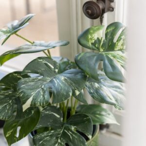 MONSTERA EN POT ARTI VERT