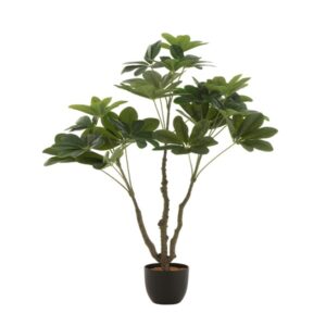 PACHIRA EN POT PLASTIQUE VERT